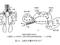 邱博士談武學(xué)：武術(shù)中的閉氣與踵息、胎息